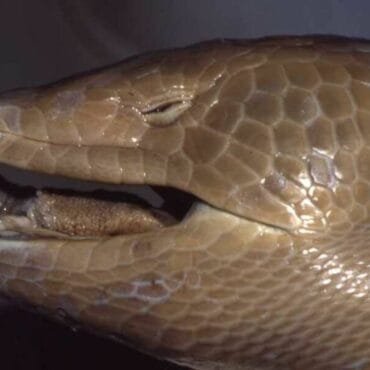 Retour historique d&rsquo;un lézard géant en Jamaïque : au-delà d&rsquo;un simple geste symbolique