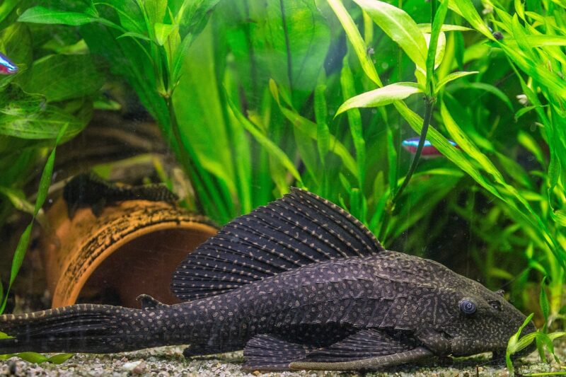 A suckermouth catfish kept in an aquarium.