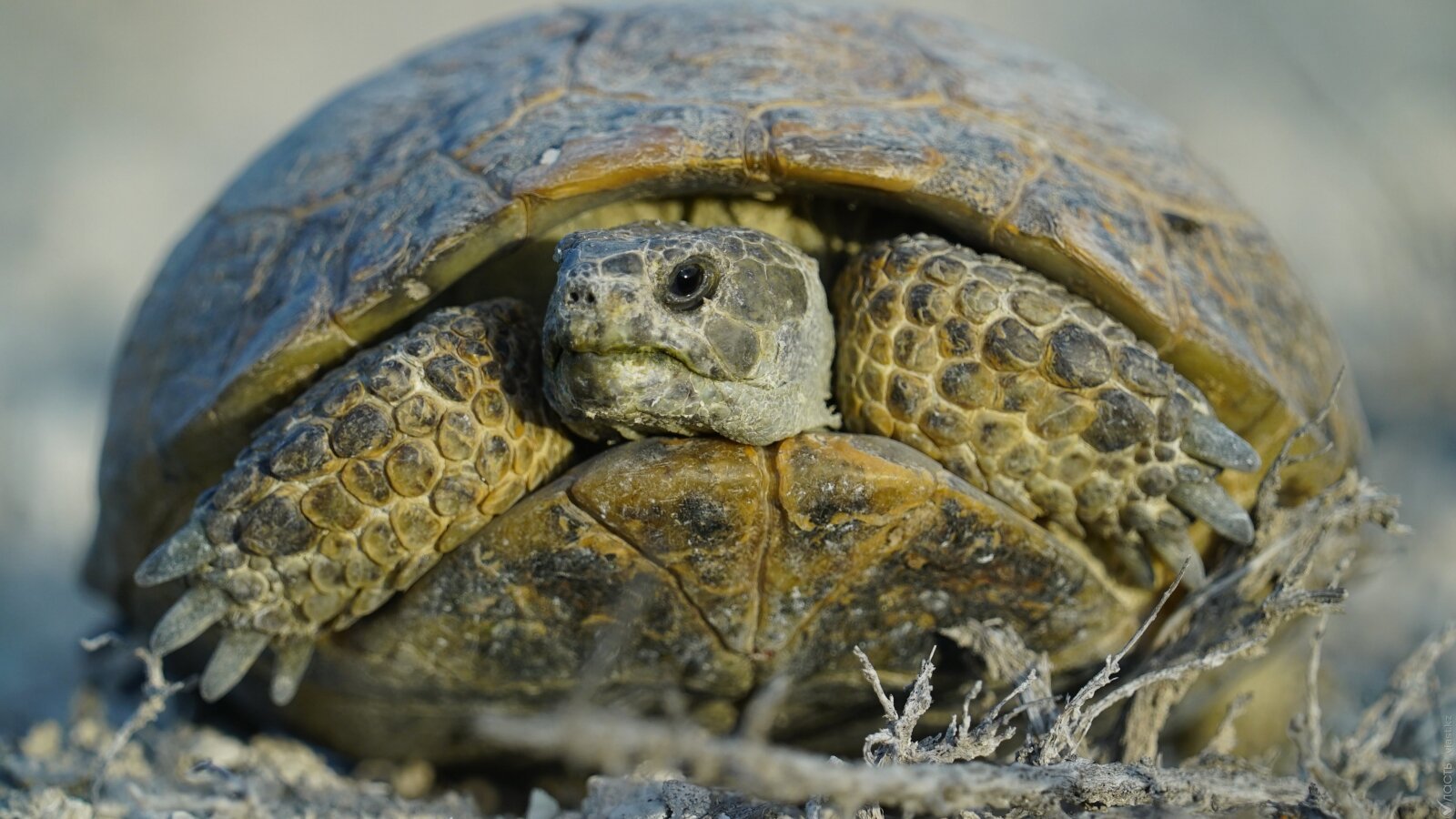 A Central Asian tortoise.