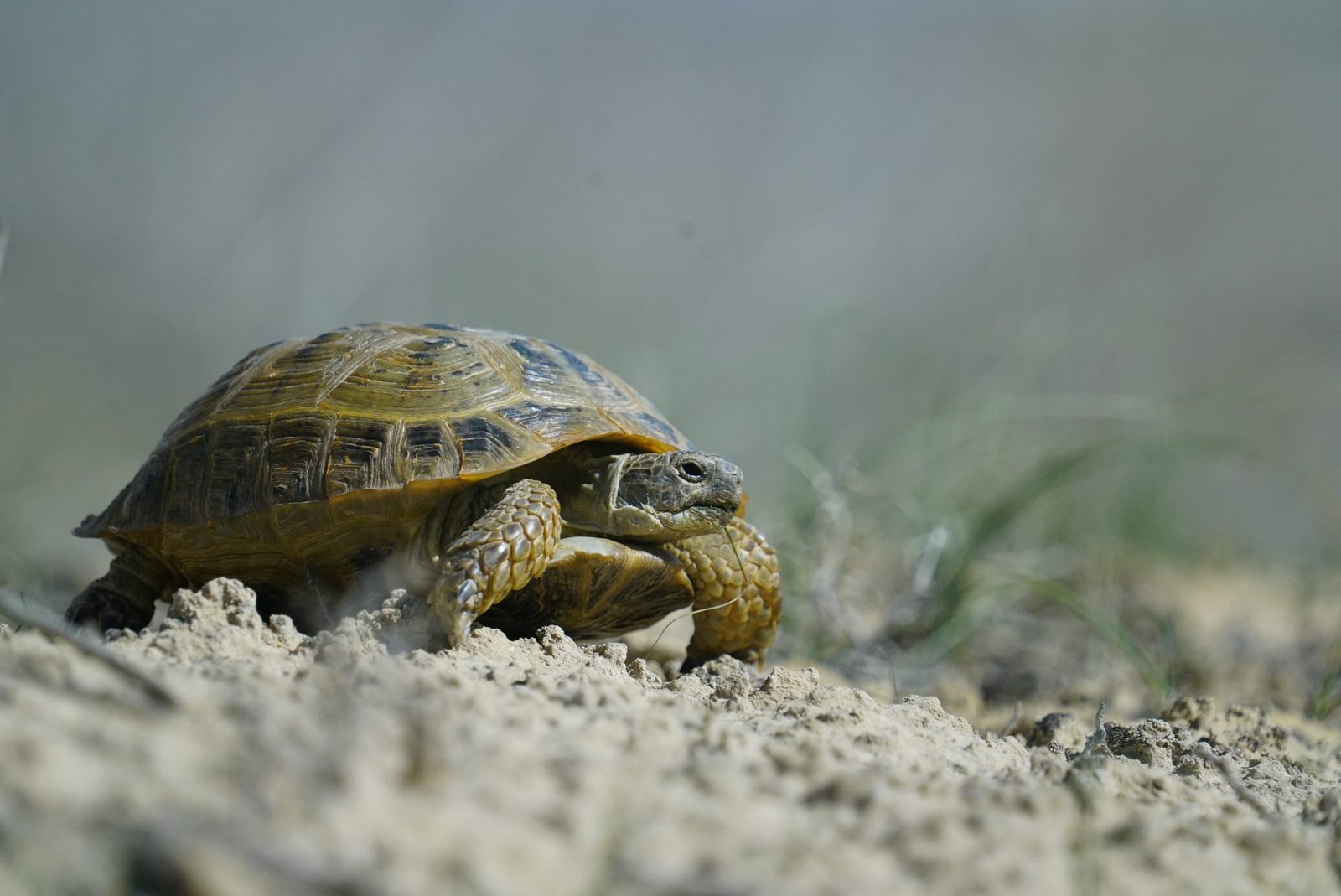 A Central Asian tortoise.