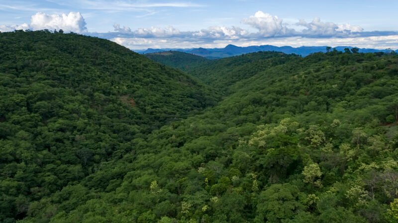 Aerial view of reforestation on Instituto Terra’s land, Minas Gerais, Brazil. Photo by Leonardo Merçon.